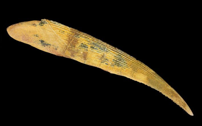 8.3" Fossil Shark (Hybodus) Dorsal Spine - Morocco